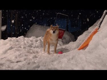 柴犬、久々の雪に大はしゃぎ！翌朝天使すぎる二度寝姿を見せました。