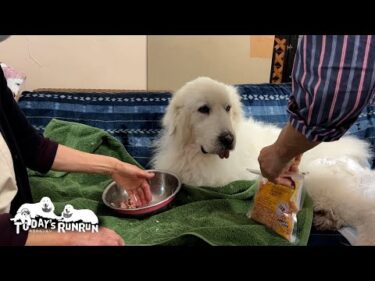 ゴネると美味しいものがもらえる事を学習したルンルンです　Great Pyrenees　グレートピレニーズ