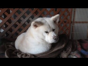 【秋田犬ゆうき】寒くて寝ていたいのに朝食時間となったのでソフトな方法で確実に起こされる【akita dog】