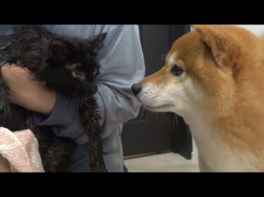 【初めての挑戦】猫が初シャワーで鳴いてたその時‥柴犬の対応に感動しました。