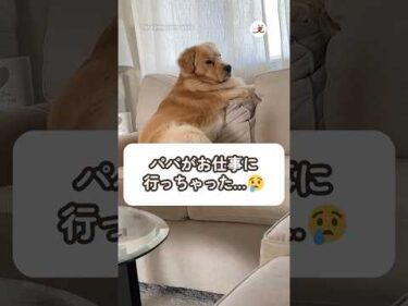 この絶望感｜PECO #ゴールデンレトリバー #大型犬 #愛犬家 #goldenretriever #dog #doglover #goldenretrieverlove