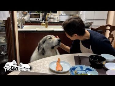 夕食時お母さんに甘えるのが日課になっているベルです　Great Pyrenees　グレートピレニーズ