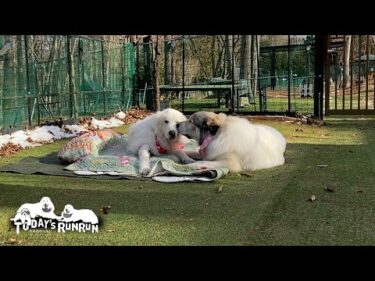 ルンルン愛が止まらないベルとちょっと迷惑そうなルンルンです　Great Pyrenees　グレートピレニーズ