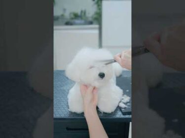 From Cotton Candy to Polar Bear! Bichon Puppy Transformation! / 綿飴からシロクマになるモコモコビション #puppy #asmr