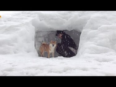 雪大好きな柴犬に訪れる突然のゲリラ雪‥隠れ家にこもる事態に。