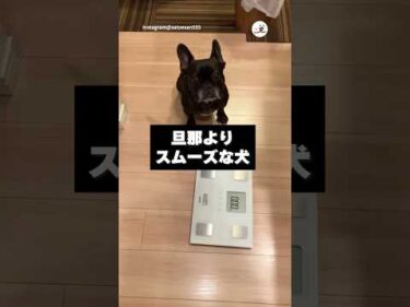 人として対応するちぢみちゃん｜PECO #フレンチブルドッグ #犬  #愛犬家  #フレブルのいる生活 #frenchbulldog #dog #doglover #frenchbulldoglife