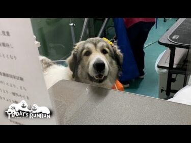 せっかくのリボンを速攻で自ら取ってしまったお転婆ベルです　Great Pyrenees　グレートピレニーズ