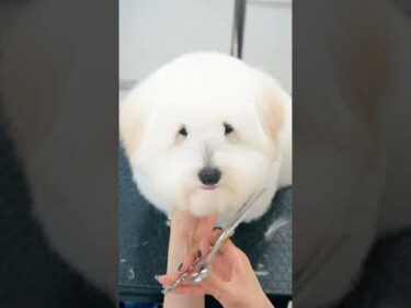 Do you know this dog!? / 見たことない！癒しすぎるカットスタイル #トリミング #asmr #puppy #grooming #dogshorts