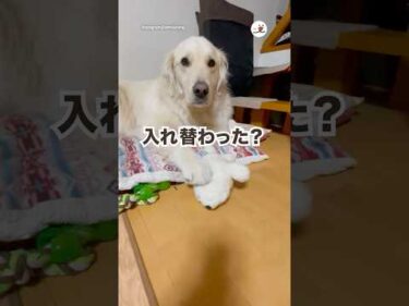 一瞬で黒猫🐈‍⬛→アザラシ🦭に｜PECO #ゴールデンレトリバー #大型犬 #愛犬家 #goldenretriever #dog #doglover #goldenretrieverlove