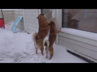 雪大好きな柴犬でもさすがに参った瞬間が、これ。