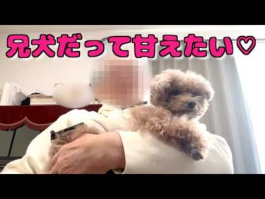 4ヶ月ぶりのママジィジに兄犬が珍しく甘え倒しました♡バァバの現状も【トイプードル】