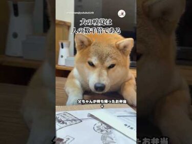 匂いだけでも…｜PECO #柴犬 #赤柴 #茶柴 #柴犬のいる暮らし #柴犬大好き #shiba #shibainu #shibainulife #shibainulove