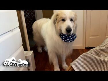 お母さんがちゃんと部屋にいるか時々確認に来るアランです　Great Pyrenees　グレートピレニーズ