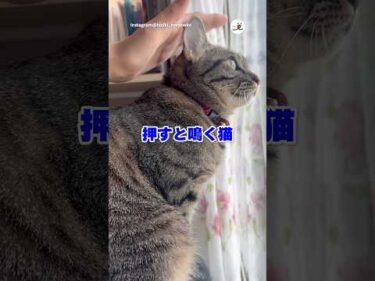 押したら鳴きます｜PECO #猫 #愛猫家 #猫のいる暮らし #猫動画 #cat #catlover #catlife #catvideos