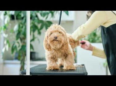 超バッサリカットで大変身するモジャモジャ犬！【トリミングASMR】