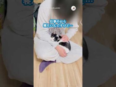 飼い主、寝れません！｜PECO #ハチワレ猫 #白黒猫 #保護猫 #愛猫家 #保護猫のいる暮らし #blackandwhitecat #rescuedcat #catlover