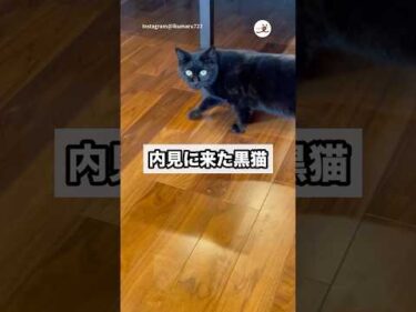 【野良猫の内見】そろそろうちのコに……🐈‍⬛｜PECO #黒猫 #猫 #愛猫家 #猫のいる暮らし #blackcat #cat #catlover #catlife