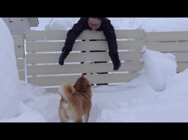 大雪のなか、不在の飼い主を追う柴犬に涙が止まらない。