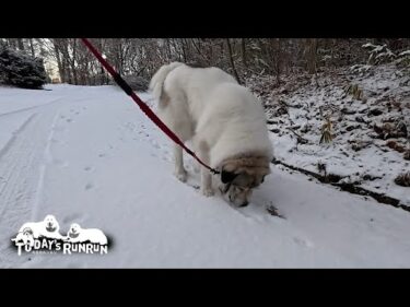 雪の上の足跡の正体を突き止めたい名探偵ベルです　Great Pyrenees　グレートピレニーズ