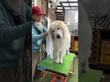 Alain アラン #greatpyrenees #todaysrunrun #グレートピレニーズ #今日のルンルン