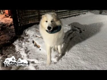 大好きな雪が降ったので子犬のようにはしゃいだアランです　Great Pyrenees　グレートピレニーズ