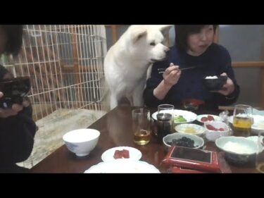 【秋田犬ゆうき】お兄ちゃんたちと一緒の朝食はサークルの中でじっとしてなんていられない【akita dog】