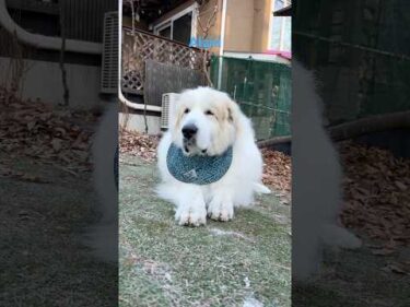 Alain アラン #greatpyrenees #todaysrunrun #グレートピレニーズ #今日のルンルン