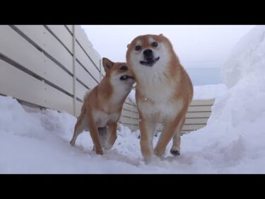 久々に雪が降らない朝‥柴犬は可愛すぎるリアクションに。