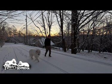 大好きな雪道でもお父さんを引っ張らずお利口に歩くアランです　Great Pyrenees　グレートピレニーズ