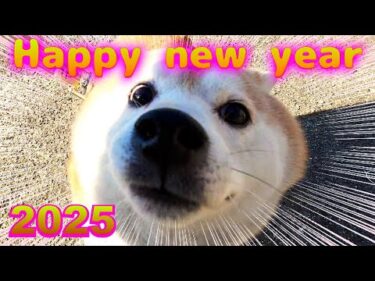 【謹賀新年】柴犬エガちゃんです！