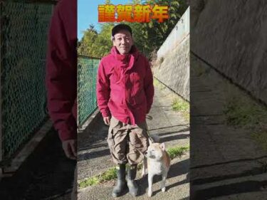 エガちゃんです！ #柴犬 #shorts #謹賀新年