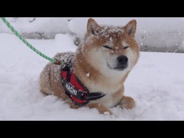 帰ろ‥？雪が好きすぎて子どものように駄々をこねる柴犬。