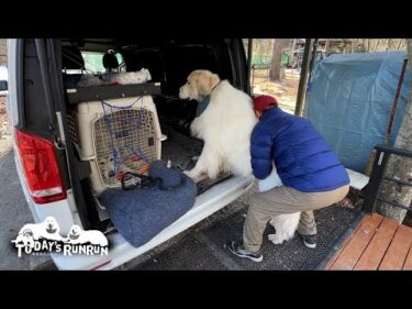 出発前は喜ぶのに車に乗る時はなぜか腰が思いアランです　Great Pyrenees　グレートピレニーズ