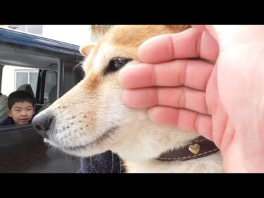 【秋田犬ゆうき】楽しく過ごしたお兄ちゃんたちとのお別れは見送る方が寒過ぎて大変でした【akita dog】