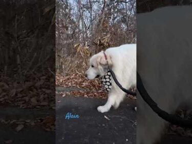 Alain アラン #greatpyrenees #todaysrunrun #グレートピレニーズ #今日のルンルン