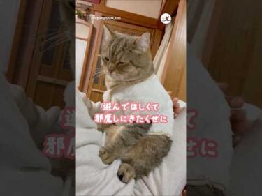 作業邪魔しにきたくせに…🤣｜PECO #ミヌエット #猫 #愛猫家 #猫のいる暮らし #minuet #cat #catlover #catlife