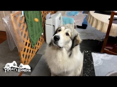 食前のつまみ食いを続けていたら達人レベルまで上達したベルです　Great Pyrenees　グレートピレニーズ