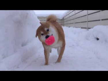 我が家の柴犬は雪が降ると、別人になる。