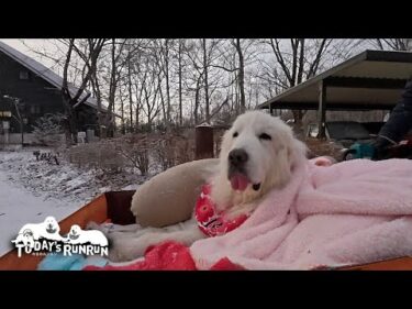 ポカポカ毛布で散歩中にウトウトしてしまったルンルンです　Great Pyrenees　グレートピレニーズ