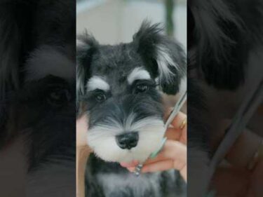 Grooming a Rescue Schnauzer/ 保護犬だったシュナウザーの子犬をトリミング #トリミング #asmr #puppy #grooming #dogshorts