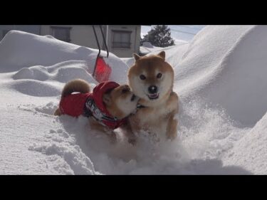 大雪の最中、柴犬に魔法の言葉をかけると可愛い現象が起きた。