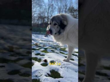 Belle ベル #greatpyrenees #todaysrunrun #グレートピレニーズ #今日のルンルン