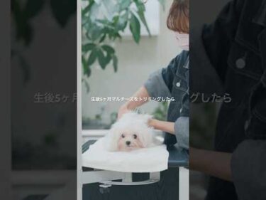 すぐに溶けちゃうマルチーズ/ Puppy Adorable Grooming #トリミング #子犬 #asmr #puppy #grooming #トイプードル  #犬のいる暮らし #初トリミング