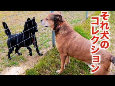 【愛犬を守る道具】それって１頭だけの問題では無いですよ（多島飼育の末路）