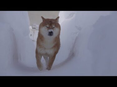 大雪好きの柴犬でもさすがに即帰宅した吹雪がこれ。