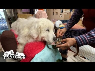 不整脈の衰弱から驚異的な回復を見せる強い子ルンルンです　Great Pyrenees　グレートピレニーズ