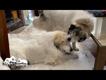 遊びたいベルとのんびりしたくて拒否するアランです　Great Pyrenees　グレートピレニーズ