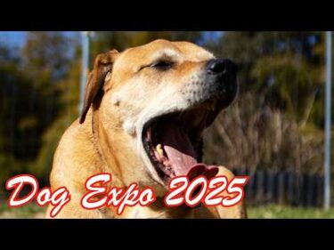 Dog Expo 2025 2月22〜23日　問題犬来てくださ〜い！