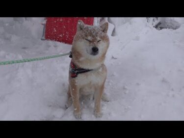 明日パパが２週間海外へ‥柴犬はあの子との共同生活へ。