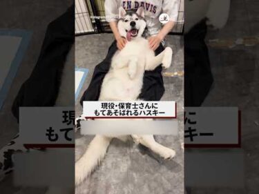 現役・保育士に赤ちゃん扱いされてました…｜PECO #シベリアンハスキー #大型犬 #ハスキー大好き  #愛犬家 #siberianhusky #dog #huskylove #huskylife